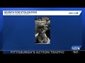 Information sought after dog stolen from vehicle parked at Verona Giant Eagle