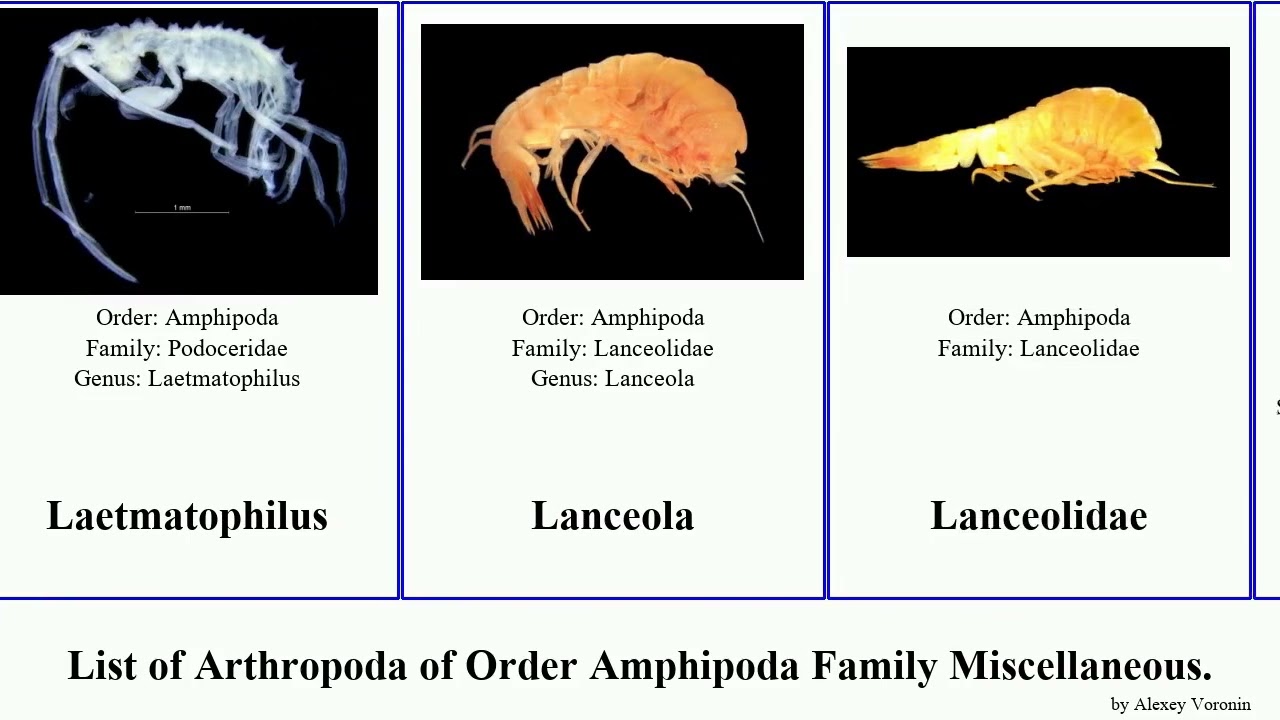 List of Arthropoda of Order Amphipoda Family Miscellaneous. ampelisca niphargus bathyporeia photis