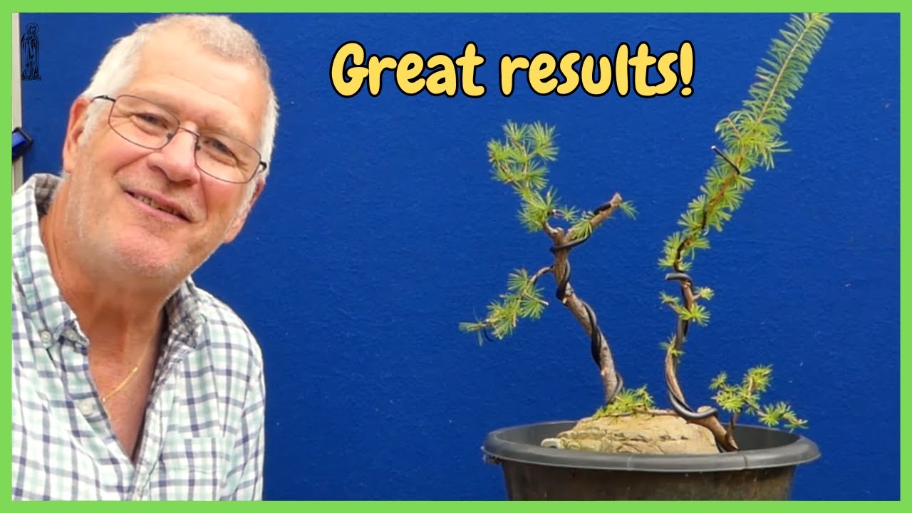 I Pruned My Japanese Larch and Look What Happened!