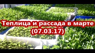 Теплица и рассада в марте (07.03.2017) Теплица и рассада в марте (07.03.2017)