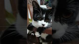 Kucing Sakti