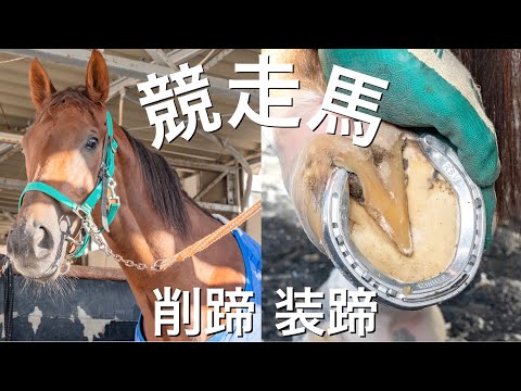 装蹄　幼駒から競走馬　非売品 福袋セール 装蹄－幼駒から競走馬 中古本 非売品 青木修｜Yahoo