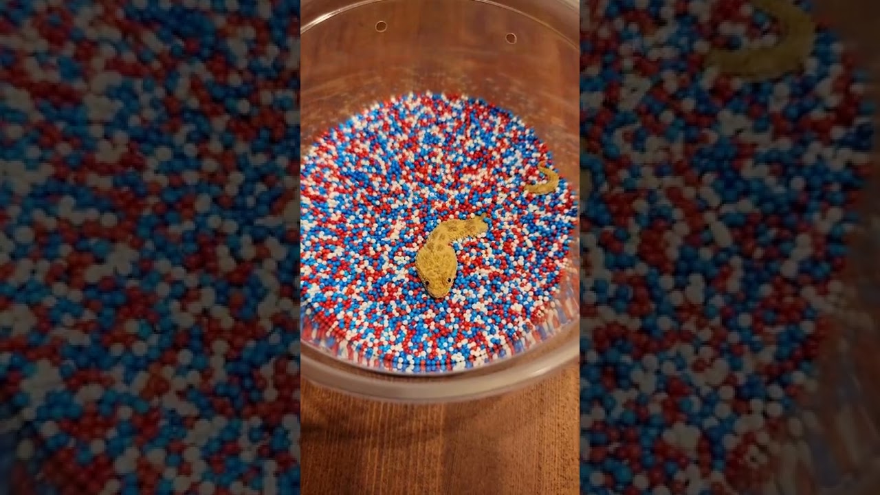 Baby sand viper buries in sprinkles! 