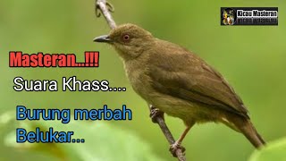 🔴MASTERAN...‼️ Jerniiihhh... Suara khas BURUNG MERBAH BELUKAR.