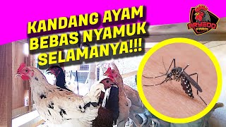 2 CARA MUDAH Mengatasi NYAMUK di KANDANG AYAM