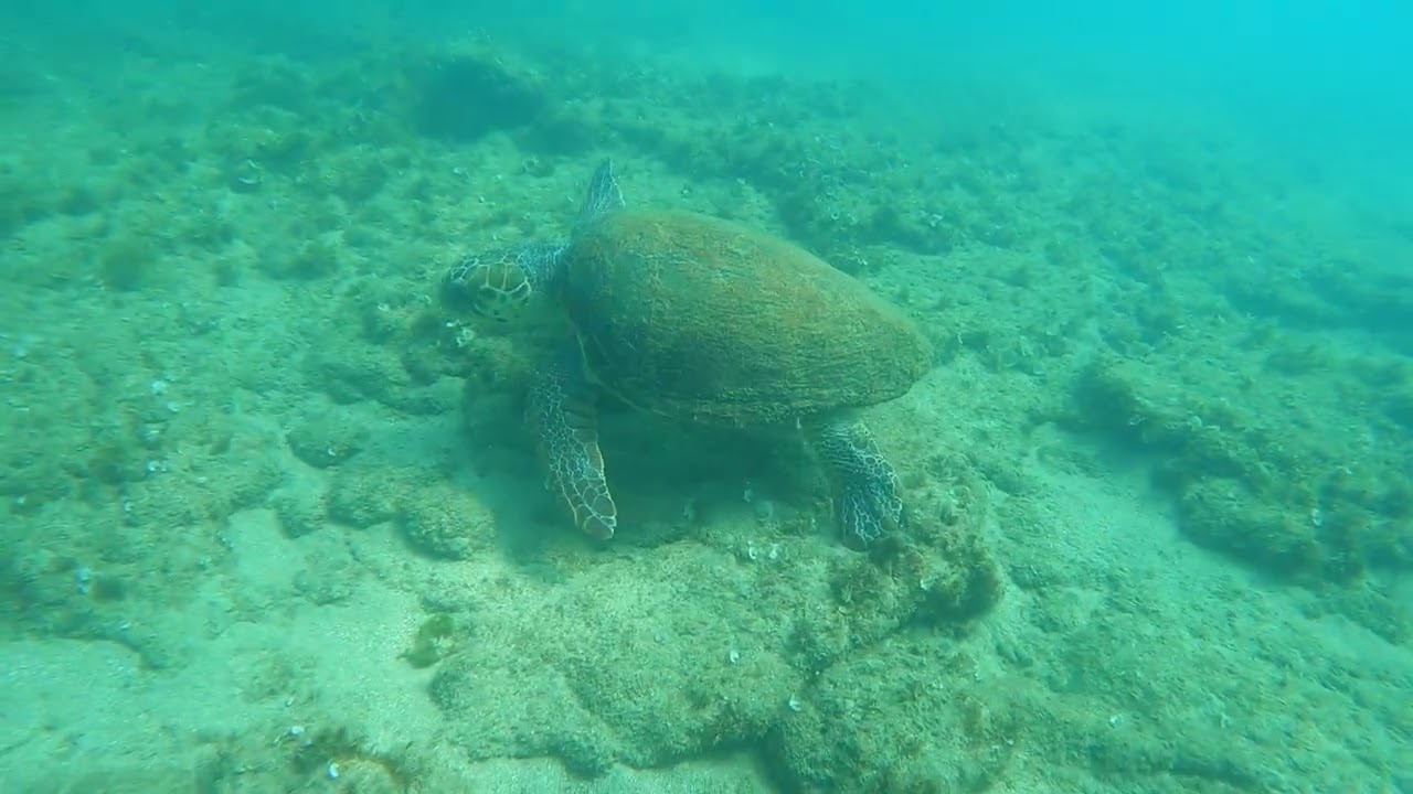 🐢❤🌊 הצבה מרתה
