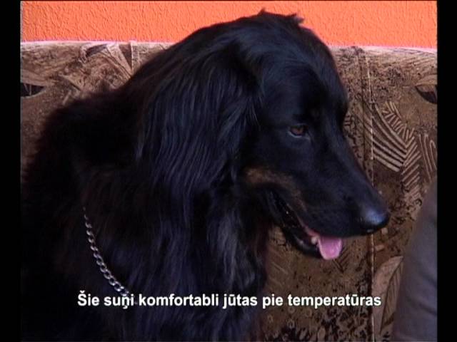 Собаки Ховаварт