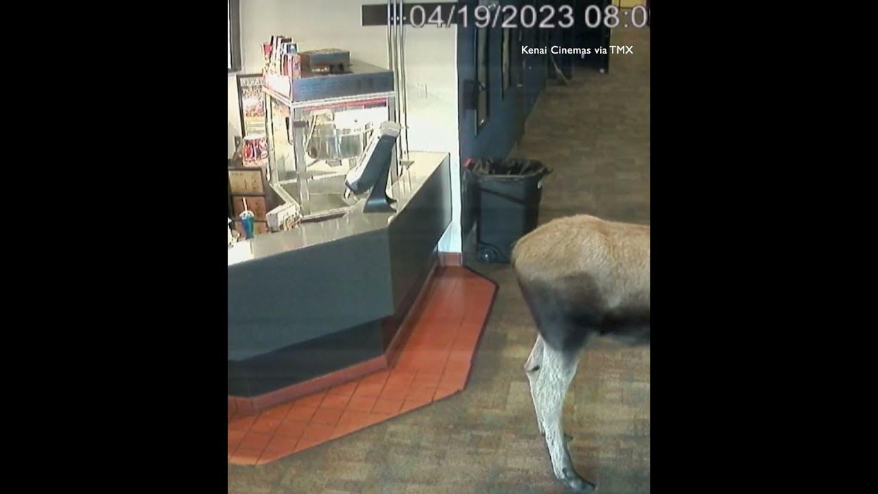 WATCH Moose visits an Alaska cinema, munches on popcorn at candy bar