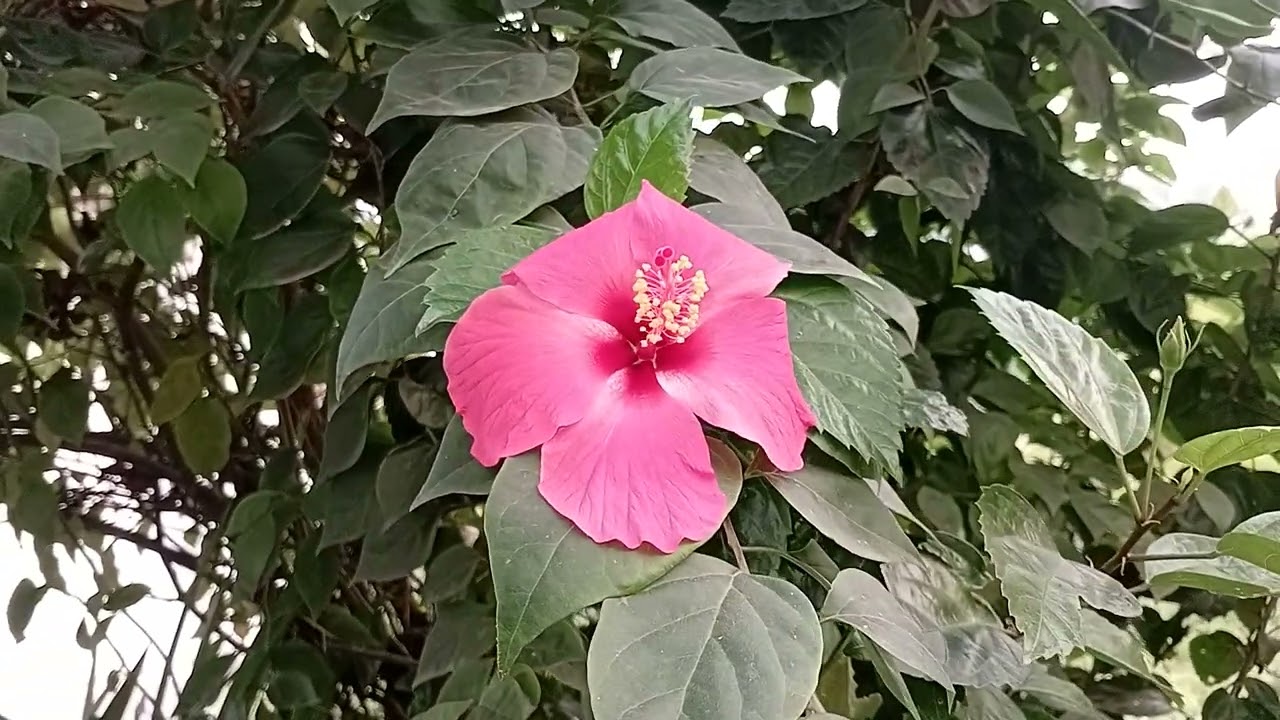 Good morning  kagaj Phool magenta colour Java full footage 😃😄😊