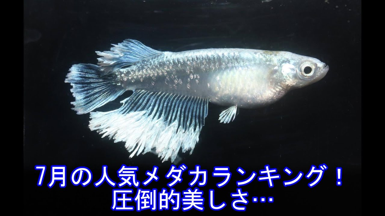 2024年7月の人気メダカランキング！やっぱり人気のあの品種！