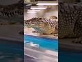 Real Monster of Water 🐊🔥 #shortvidio #viral #youtubeshorts