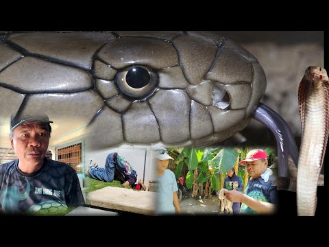 Malaking cobra gumambala sa malaking bahay at dina nakapag swimming  ang mga bata