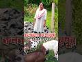 ছাগল পালন লাভ জনক#bakripalankaisekre #goatfarmingbusiness ##