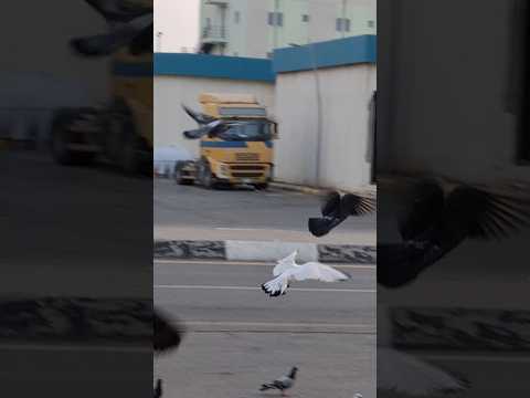 pigeons in Morning #birds #lovebirds #pigeons #pigeonslovers #shorts #ytshorts