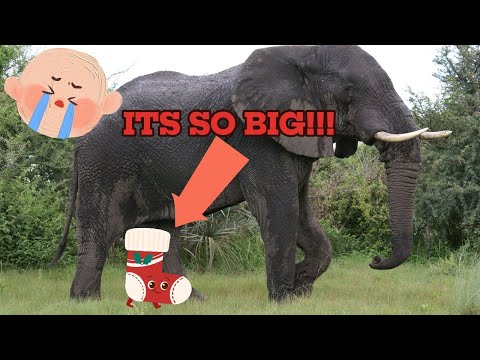 The Longest Penis in the Animal Kingdom - YouTube