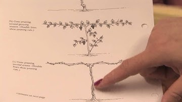 Gardening: Pruning : How to Prune Grape Vines in the 1st Year