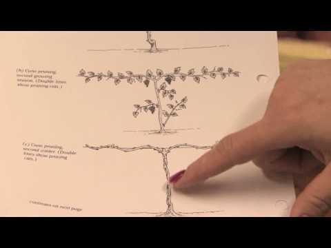 Video: Pruning Grapes In The First Year Of Planting: How To Prune The Leaves Of Annual Grapes Before Ripening And Before Sheltering The Bush?