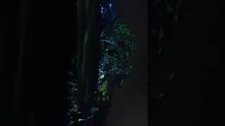 Kings Park 2024, Trees talk - The Aboriginal Story Part 3