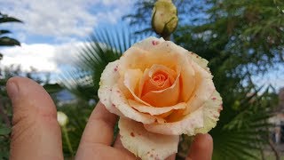 Download Lagu Versilia / NIRP International 1996 - rose - rosa - rosier MP3