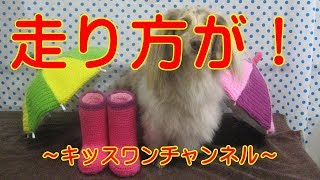 KiSSWann(キッスワン) 詳しくは⇒⇒⇒http://kisswann.com 『お泊まりに来...