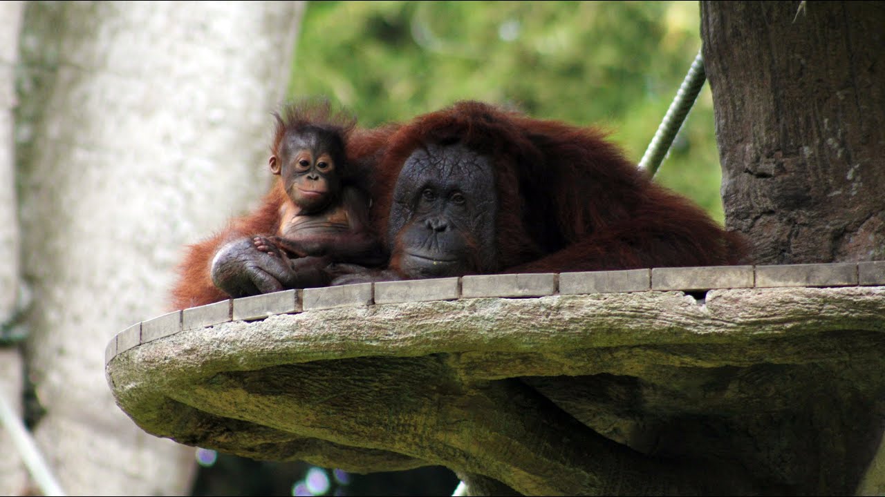 Animal Welfare in Action: Inside Bali Safari Park's Conservation Efforts