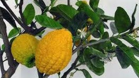 Grow Citrus Tree In Container | Remove Suckers & Water Sprouts On Fruit Tree