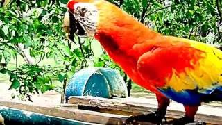 Guaras Rojas En Libertad Copán Ruinas