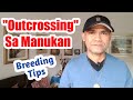 PAANO MAG OUTCROSSING| BREEDING TIPS SA MANUKAN|INBREEDING/CROSSBREEDING (@Chicken Tour)