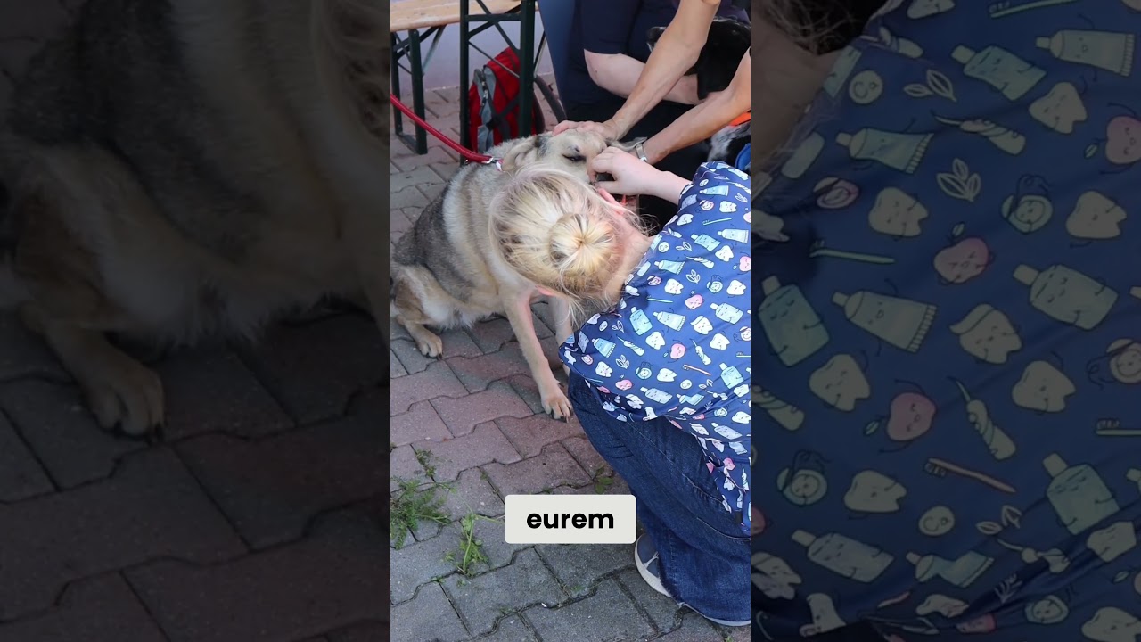 Ein Tag nur für Hunde