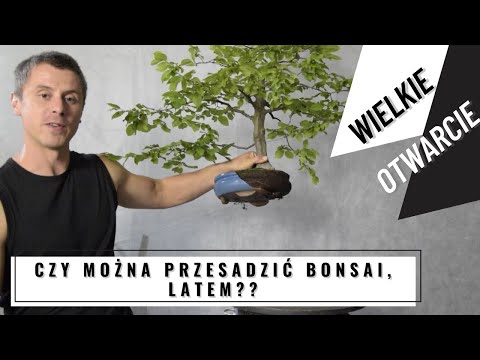 Wideo: Wiąz drobnolistny na stronie iw formie bonsai