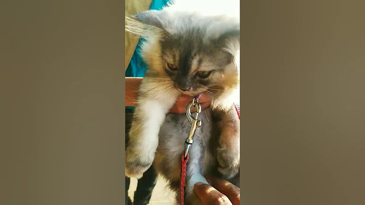 Video 2377241: cutest persian cat, cats catlover pets, pets dog catlover