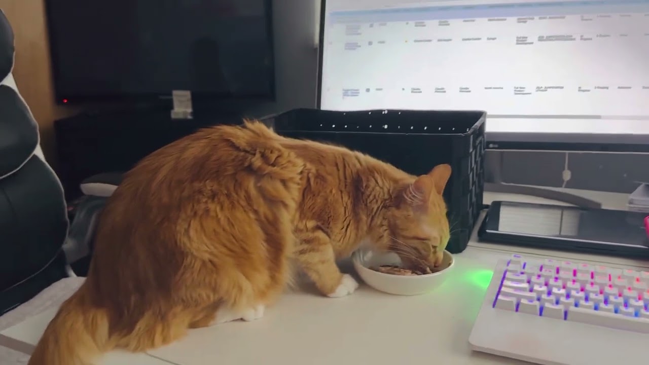 Cat Simba Fussie Tuna Time ❤️