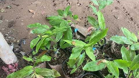 Cúc quí phi, quảng hương mộc mai,0397142252,ngày 07/10/2020