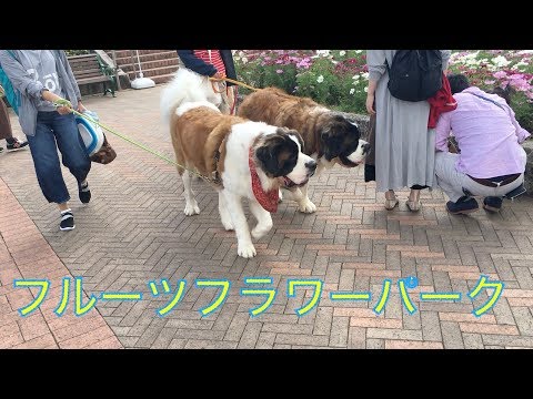 大型犬 セントバーナード が行く フルーツフラワーパーク Youtube