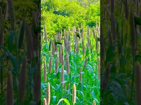 Vernal Hanging Parrots