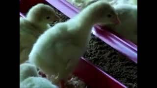 Noggins Field Trip Turkey Farm