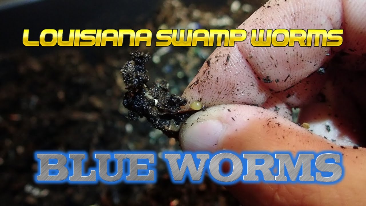 Louisiana Swamp Worms Blue Worms 122319 YouTube