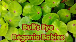 Prepping My Begonia ‘Bull’s Eye’ Babies for Market | Behind the Scenes