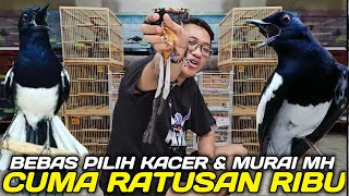 FATHONI RUNGKAD ! KACER BEBAS PILIH 100 RIBUAN, MURAI MH NON GEMBUNG BODY FUSO CUMA RATUSAN RIBU