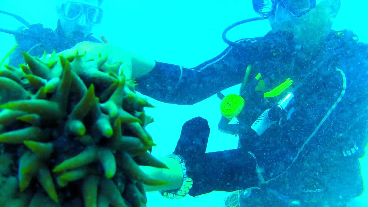 GoPro Scuba Diving The Great Barrier Reef YouTube