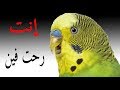 عندما ينادي ذكر البادجي على الأنثى هذا ماتسمعه