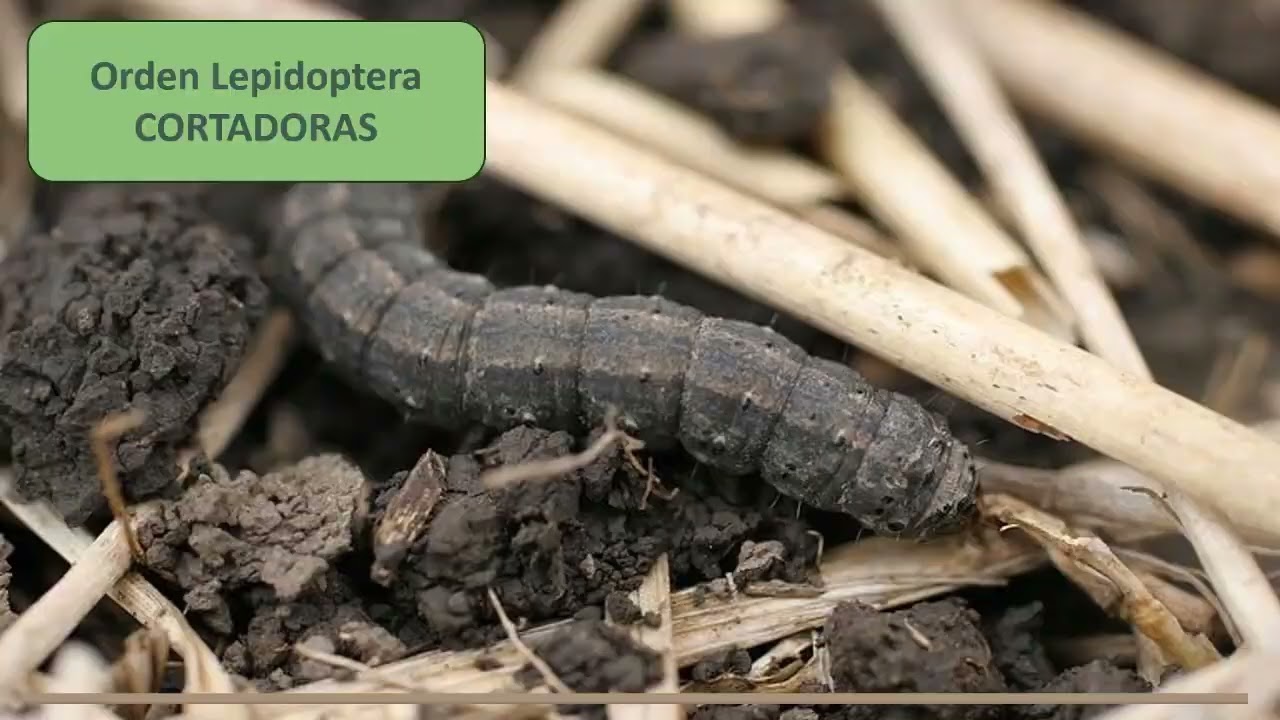 ORDEN LEPIDOPTERA: Introducción y Cortadoras  | ZOOLOGÍA AGRÍCOLA