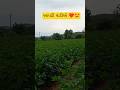 આપણી વાડી નો કપાસ હો મિત્રો  #farming #myfirstvlog
