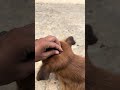 Kick out a big tick #apetslife #dog #pets #animals #tick #lice fleas #shorts #shortvideo
