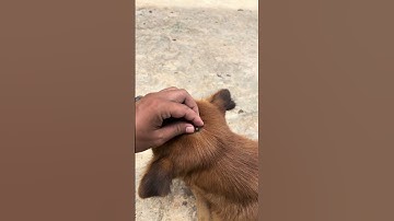 Kick out a big tick #apetslife #dog #pets #animals #tick #lice fleas #shorts #shortvideo