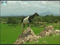 محلية كبكابية منطقة ام لعوته Kabkabiya Locality Umm Lauta Area محلية كبكابية منطقة ام لعوته Kabkabiya Locality Umm Lauta Area