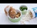 How MUCH & how OFTEN should you feed your hamster?
