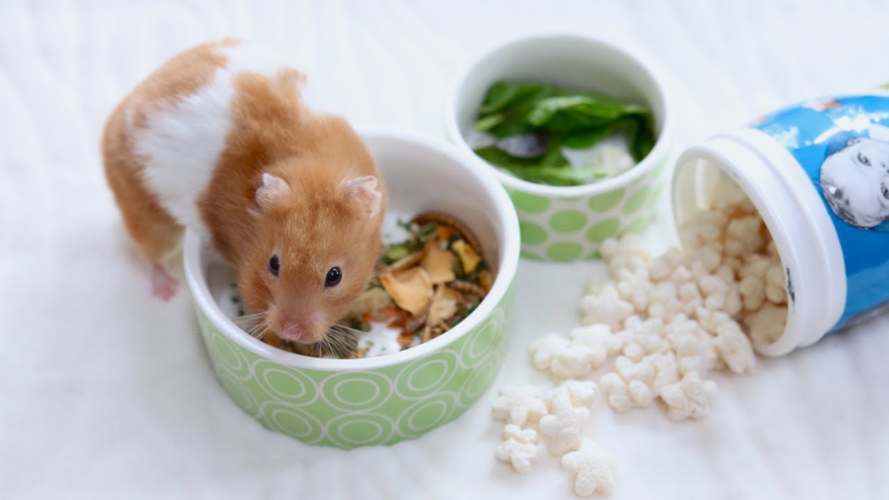 How Much  How Often Should You Feed Your Hamster?