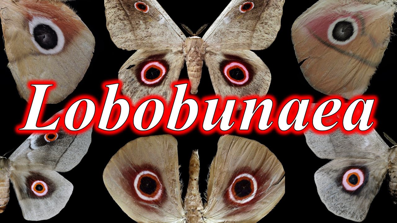 閲覧注意】Lobobunaea属のヤママユガ 紹介・解説 【ずんだもん解説