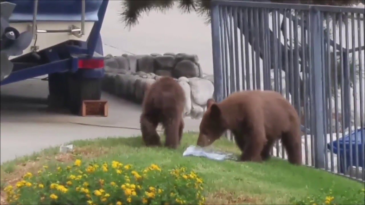 Mama Bear and Cubs Enjoy Garbage Can Picnic || ViralHog - YouTube